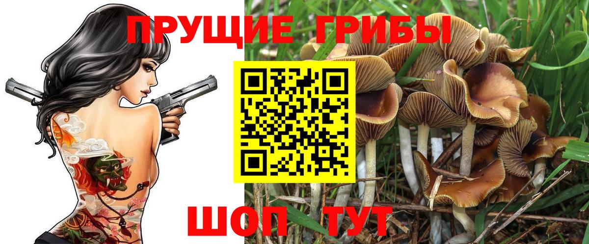 Псилоцибиновые грибы Cubensis Родники